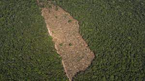Die regenwälder des amazonas bilden eines der artenreichsten gebiete unseres planeten. Brasilien Verbot Des Abbrennens Von Regenwald Zeigt Keine Wirkung Politik