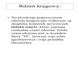 Rdzeń kręgowy składa się z komórek nerwowych i włókien istoty szarej, które w przekroju poprzecznym mają postać litery h lub motyli o wyprostowanych skrzydłach. Uklad Nerwowy Uklad Nerwowy Dzielimy Na Osrodkowy Obwodowy
