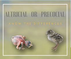Know When To Help Or Leave A Baby Bird Alone Avian Report