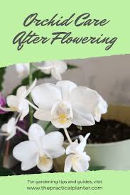 Cactus flowers tend to be oversized with petals featuring a shimmery quality. How To Properly Care For An Orchid After Flowering The Practical Planter