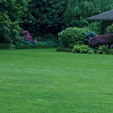 These grasses are most evident from fall through late spring when they appear as green patches in an otherwise tan (dormant) zoysia grass lawn. Zoysia Grass 101 How To Plant Grow Zoysia Grass Gardens Alive