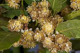 Image result for Lauraceae