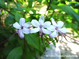 Image result for Volkameria