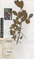 Image result for Hymenocardia acida