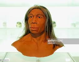 871 Neanderthal Photos and Premium High Res Pictures - Getty Images