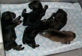 Schnauzer puppies for sale in east texas. Schnauzer Puppies For Sale For Sale In Longview Texas Classified Americanlisted Com