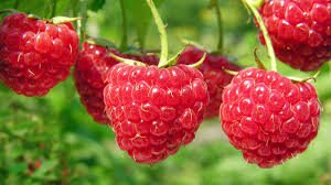 Organic raspberry