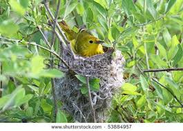 ✓ free for commercial use ✓ high quality images. Pictures Of Baby Yellow Warblers In The Nest Any Birds A Fine Bird Native Plants Birds Bird Species