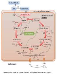 We did not find results for: Plant Respiration Under Low Oxygen