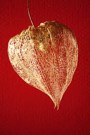 See more ideas about chinese lanterns plant, chinese lanterns, lanterns. 221 Dried Chinese Lantern Fruit Photos Free Royalty Free Stock Photos From Dreamstime