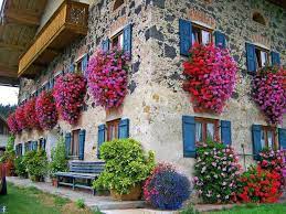Visualizza altre idee su piante da interno altri articoli le piante grasse pendenti rappresentano una vera e propria variazione sul tema elle piante. Fiori Da Balcone Pendenti 3 Piante A Cascata Facili Da Coltivare Fiori Da Balcone Idee Di Giardinaggio Giardino In Balcone