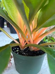 Image result for Chlorophytum Amaniense
