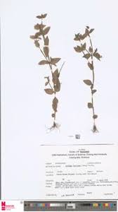 Image result for Canscora alata