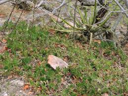 Image result for Selaginella imbricata