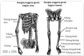 Rangka manusia terdiri dari ± 206 ruas tulang yang mempunyai ukuran dan bentuk yang bervariasi. Susunan Rangka Pada Manusia Serta Fungsi Sistem Dan Jumlahnya