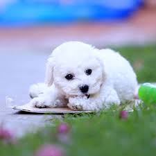 The average cost of a bichon frise puppy is between $700 and $2,000. 1 Bichon Frise Puppies For Sale In California Uptown