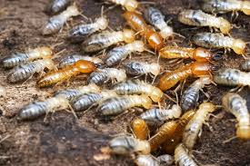 .hidup rama rama haiwan yang hidup berkumpulan lembaran kerja haiwan jinak lembaran kerja serangga cara haiwan membiak pupa hidup buaya masa hidup virus gambar beluncas diorama kitar hidup haiwan kitaran hidup labu contoh haiwan hidup bersendirian pokok. Petua Mudah Dan Berkesan Halau Anai Anai Dari Rumah Tanpa Penggunaan Bahan Kimia Kartel Dakwah