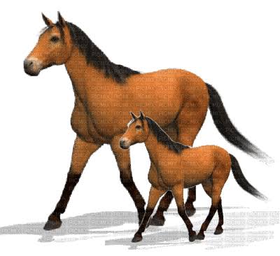 cheval ( - GIF animé gratuit - PicMix