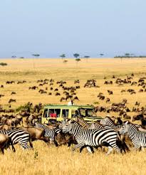 The company boasts a team of expert in safari planning, and. 6 Days Kenya Tanzania Safari Masai Mara Serengeti Ngorongoro