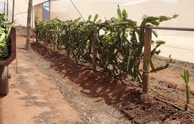 Learn how to propagate dragon fruit from cuttings. Growing Dragon Fruit In Carnarvon Agriculture And Food