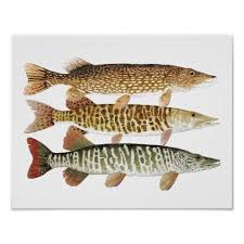 Muskie Pike Tiger Poster Zazzle Com Tiger Poster Scientific Drawing Custom Posters