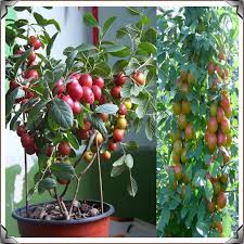 Chinese fruit is broad, there are so many, some with familiar names it's the fruit that comes from a small tree that is bright red. Prunus Humilis Bunge 10 Seeds Rare Bonsai Chinese Dwarf Cherry Fruit Tree Seeds Home Garden Plants Sementes De Frutas Plantas Seed Pearl Planting Seeds Bandseeds To Plant Aliexpress