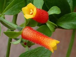 Candy corn is a type of small, triangular candy, typically divided into three sections of different colors, with a waxy texture and a flavor based on honey, sugar, butter, and vanilla. Manettia Lutearubra Candy Corn Vine Starter Plant Live Plant