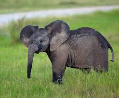 Grassing In The Grass Is A Gas Baby Can You Dig It Elephant Baby Wild Animals Elephant Pictures