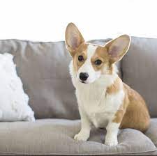 The oregon zoo, originally the portland zoo and later the washington park zoo, is a zoo located in washington park, portland, oregon, approximately 2 miles (3.2 km) southwest of downtown portland. The Most Popular Breed Of Dog In Every State Most Popular Dog Breeds Corgi Dog Dog Breeds