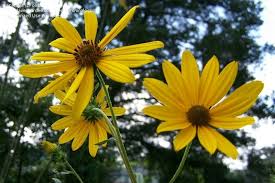 The identification tool is intended to help hobbiests identify wildflowers based on easily observable characteristics. Plant Identification Closed Do You Know This Tall Daisy Like Flower 1 By Onalee