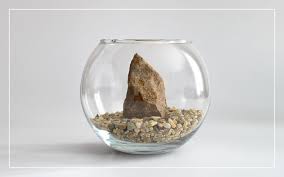 Not all fish bowls are created equal! Fishbowl Stocking Ideas What To Keep In A Glass Bowl