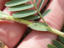 Image result for Aeschynomene nodulosa