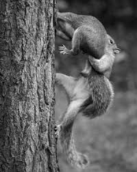 Black And White Squirrel Like Animal Amazing Animals In Black And White List Animals Beautiful Cute Animals Funny Animals