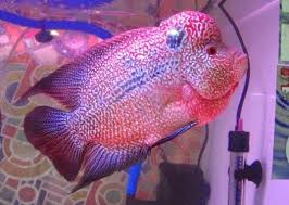Louhan Merupakan Salah Satu Jenis Ikan Hias Yang Pernah Begitu Pupoler Di Era 2000an Hampir Semua Kalangan Seakan Tak Mau Ketinggalan Untuk Di 2020 Ikan Hiasan Betina