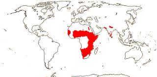 Image result for Vahliaceae