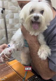 Levando meu cachorro pra fazer exame na clínica veterinária. Olha como ele  se comportou bem! 😂 #cachorrosdotiktok #cachorrinho #cachorromimado  #cachorrofofo #vaiprofy #vaiprafy @Theo.sweet.dog