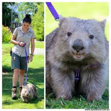 Millie The Wombat Harness Training Symbio Zoo Nsw Australia Cute Wombat Cute Animals Australia Animals