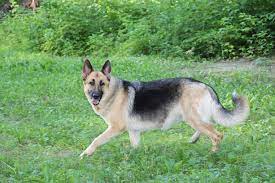 Akc german shepherd breeder, michigan. German Shepherd Breeders