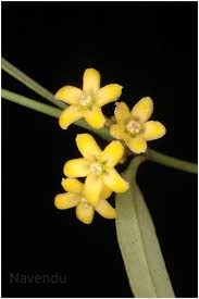 Image result for Secamone