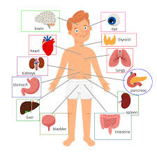 674 x 599 photo description: Inner Body Parts Organs Name For Kids Human Organs Name For Kids Body Parts Name Science For Kids Kids Science Kids Satisfying Kidssatisfying Com Kids