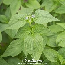 Image result for Salvia hispanica