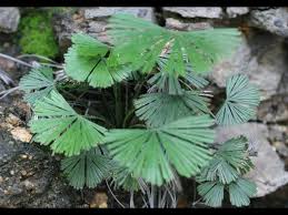 Image result for Actiniopteris