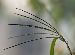 Image result for Digitaria calcarata