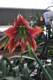 Image result for Hippeastrum sp. cultivars