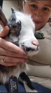 Let's welcome our new members! Post some pictures of your collection!  Dustin Cook, Adam Burrous, Bradley Calahan, Christopher Faircloth, Ray  Mikeska, Preston Erickson