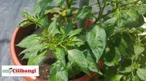 Maybe you would like to learn more about one of these? Perbezaan Daun Cili Menjadi Kerinting Disebabkan Virus Dan Terlebih Baja Blog Cilibangi