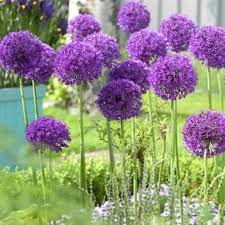 12ct Allium Super Sized Purple Sensation Bulbs Van Zyverde In 2020 Allium Flowers Bulb Flowers Flower Landscape