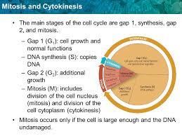 Learn vocabulary, terms and more with flashcards, games and other study tools. This Cycle Consists Of Three Phases G1 S G2 Ppt Download