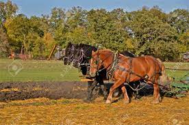 Team Of Three Horses Pulling Plow In Field Stock Photo Picture And Royalty Free Image Image 35301804