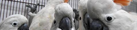 Parrots are birds made up of approximately 372 species. Philippine Bird Trade Targets Indonesian Species Wildlife Trade News From Traffic